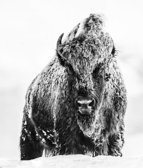 David Yarrow, The Beast