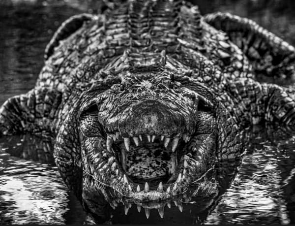 David Yarrow, Jurassic Park