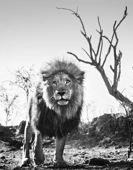 David Yarrow, Cry Me A River