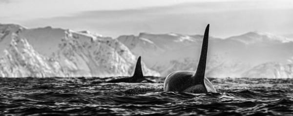 David Yarrow, The Killers