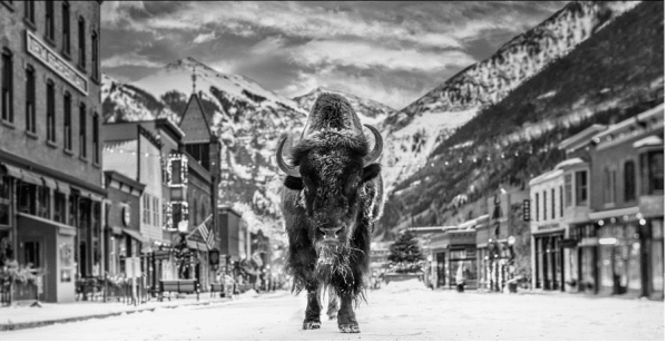 David Yarrow, The Bison on Main