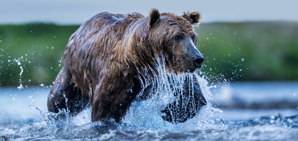 David Yarrow, The Salmon Run