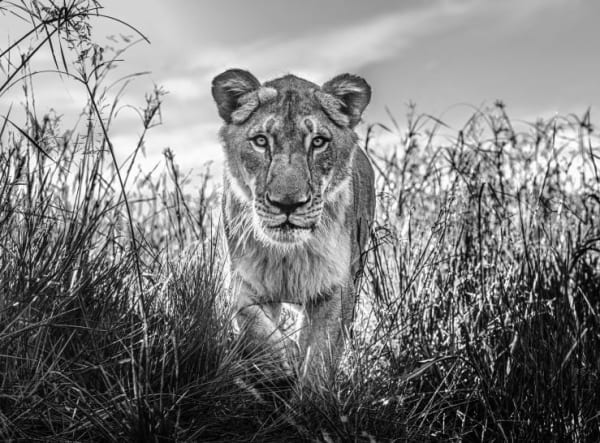 David Yarrow, The Hunter