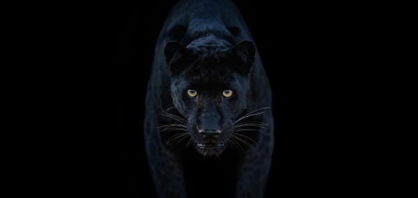 David Yarrow, Black Magic