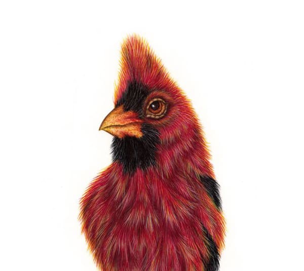 Cardinal Norteno Eggshell Series