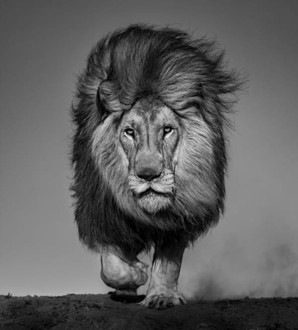 David Yarrow, Locked & Loaded