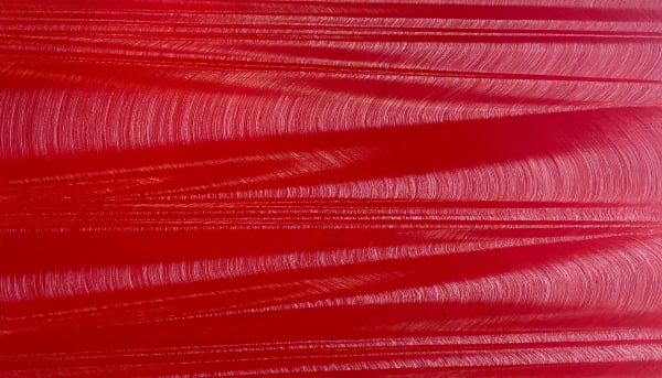 Hamilton Aguiar, Optical 21070