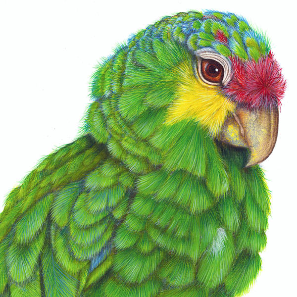 Luis Sottil, Amazona Frenti Roja Eggshell Series