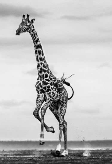 David Yarrow, Hoof It