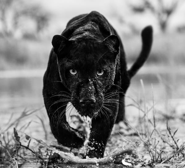 David Yarrow, Marvel