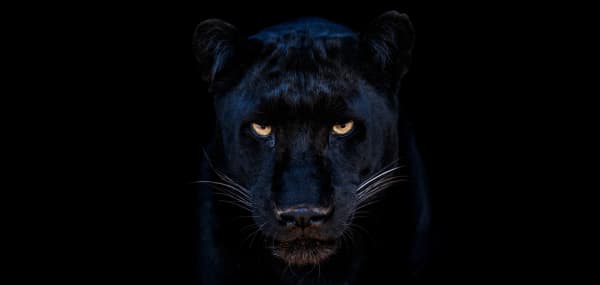David Yarrow, The Black Panther Club