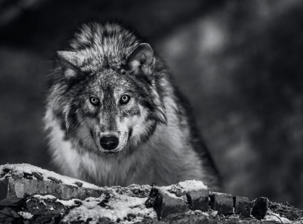 David Yarrow, I am Pure Alpha