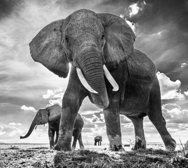David Yarrow, The Untouchables II