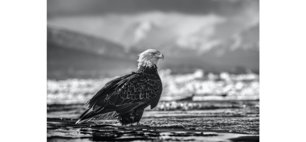 David Yarrow, The Bird on the Beach