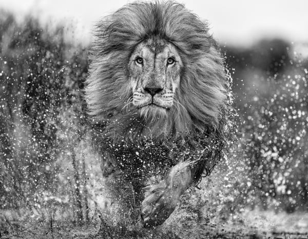 David Yarrow, Marshlands