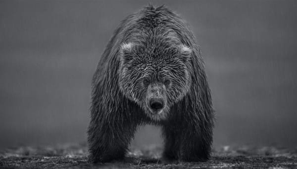 David Yarrow, Bearish II