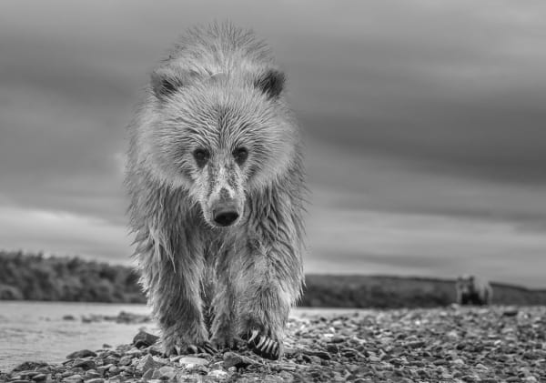 David Yarrow, Ted