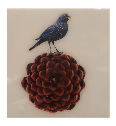 Anke Schofield, Pine Cone 2