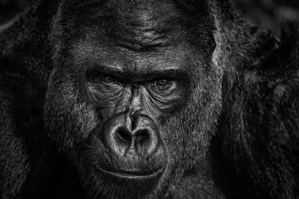David Yarrow, Elmo