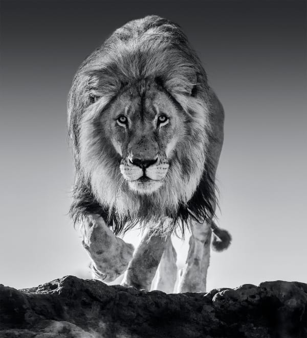 David Yarrow, Genesis