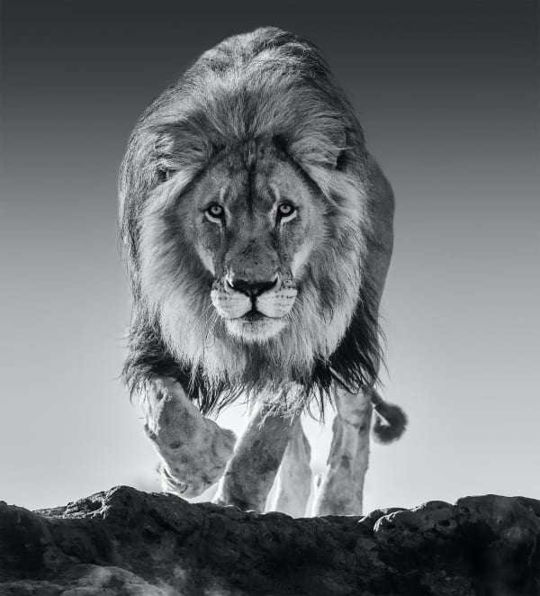 David Yarrow