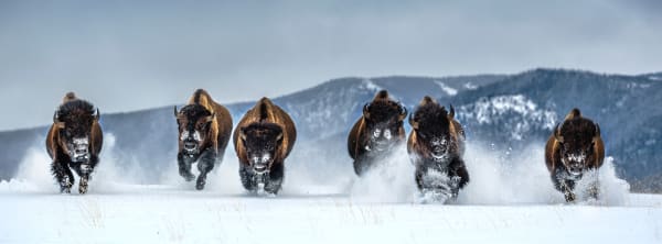 David Yarrow, The Bills