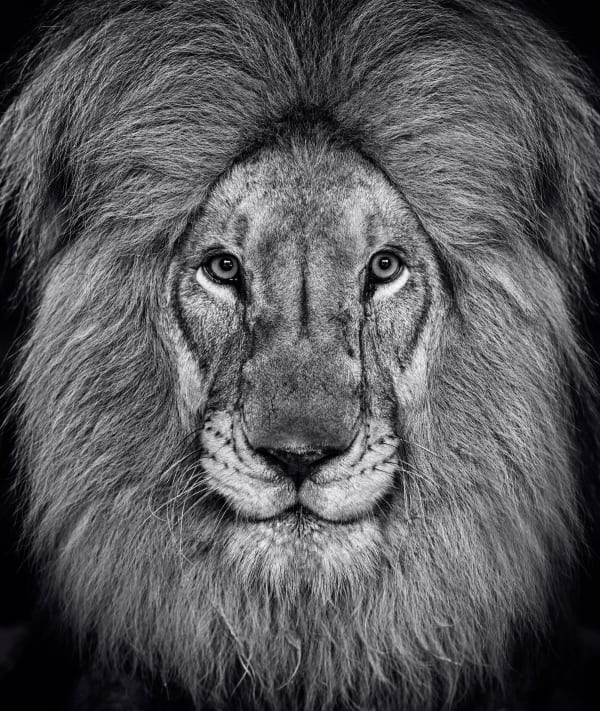 David Yarrow, The King's Speech