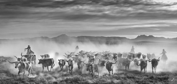 David Yarrow, The Thundering Herd