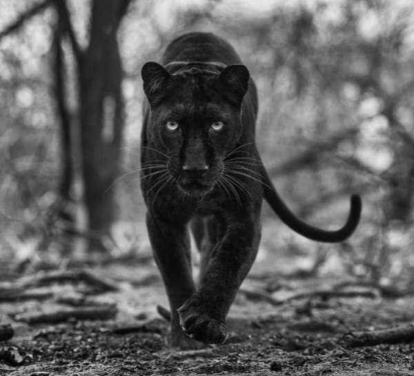 David Yarrow, Remains of the Day