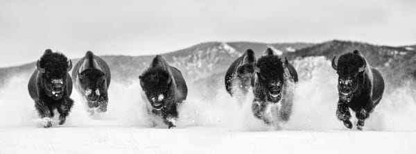 David Yarrow, The Bills II