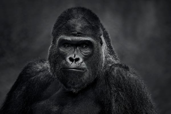 David Yarrow, The Senator