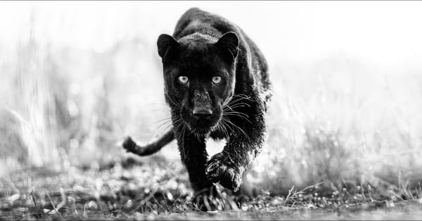 David Yarrow, T'Challa