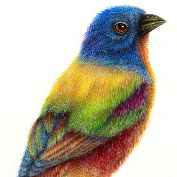 Luis Sottil, Colorin Siete Colores Eggshell Series