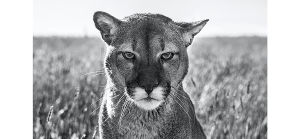 David Yarrow, Smokey the Mountain Lion