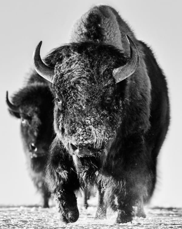David Yarrow, Snow Monster