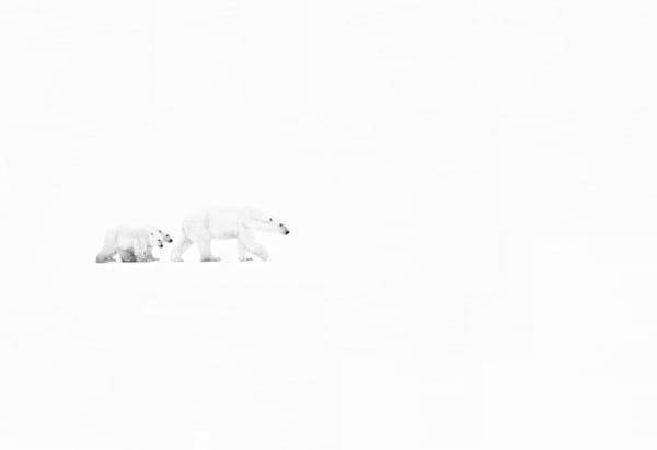 David Yarrow, White Out