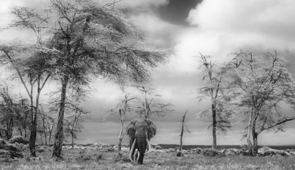 David Yarrow, The Fairytale