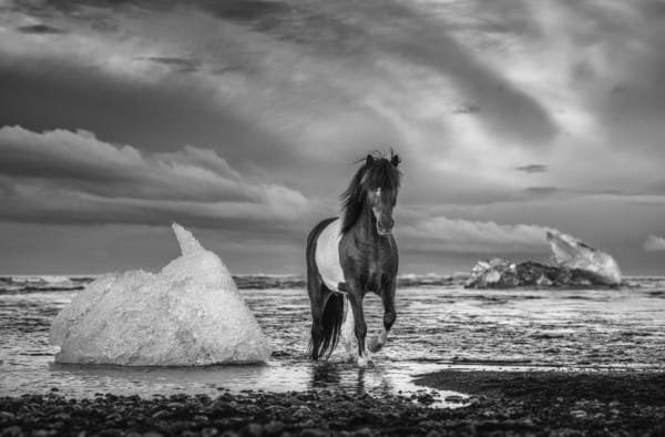 David Yarrow, On the Rocks