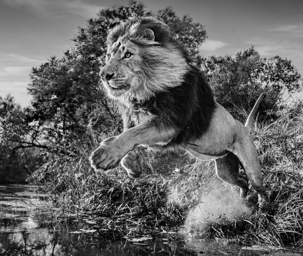 David Yarrow, First Down