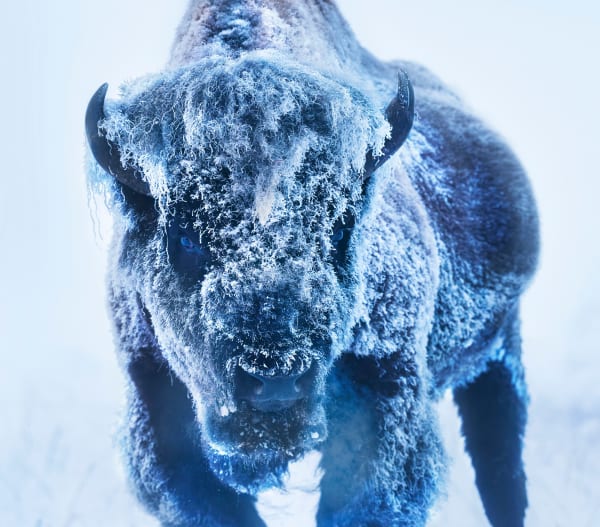 David Yarrow, The Ice Monster