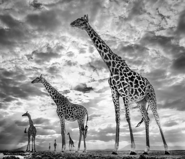 David Yarrow, Keeping Up With the Crouches