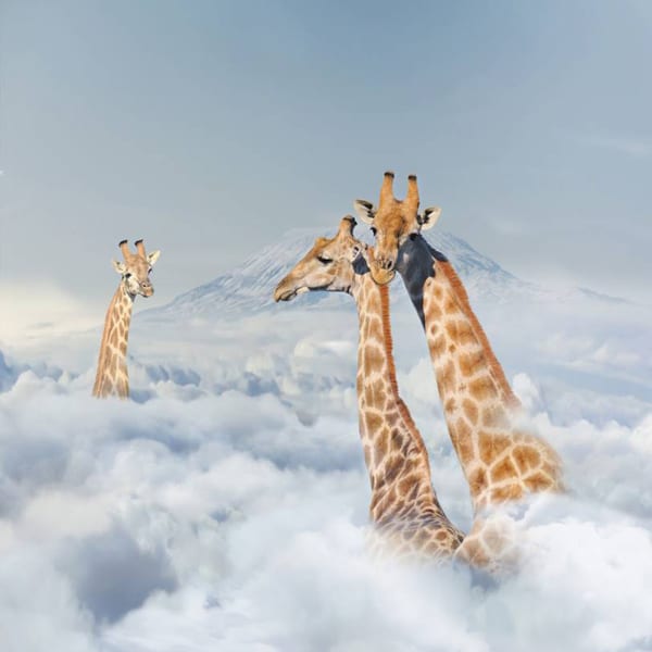 Antal Goldfinger, Trio Van Kemeelperde