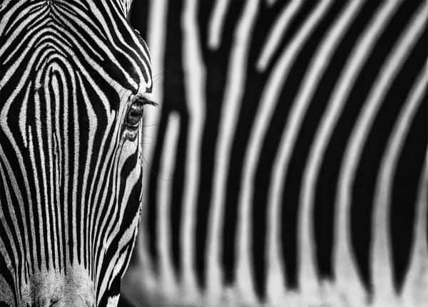 David Yarrow, White Lines