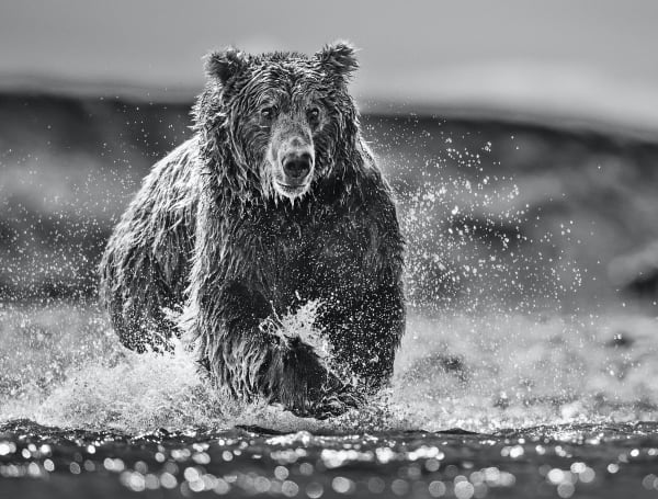 David Yarrow, The Happy Bear
