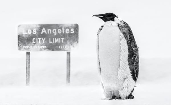 David Yarrow, LA Baby