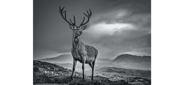 David Yarrow, Homeland