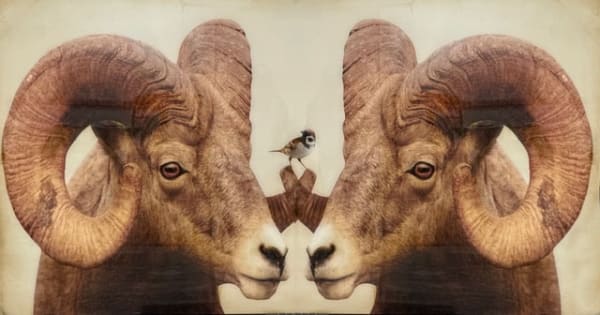 Anke Schofield, Sparrow