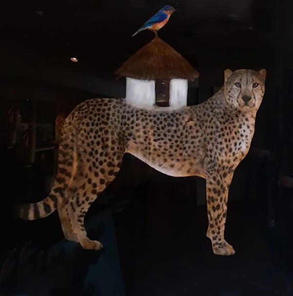 Anke Schofield, Shelter