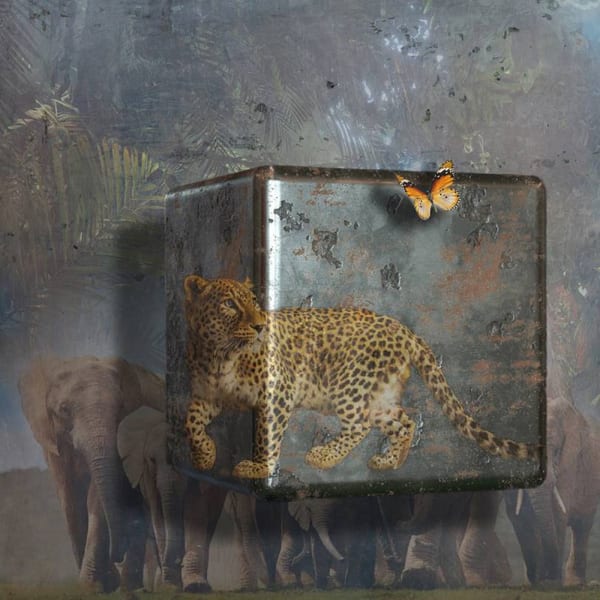 Antal Goldfinger, African Dreams