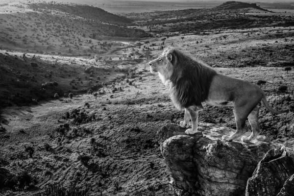 David Yarrow, Pride Rock